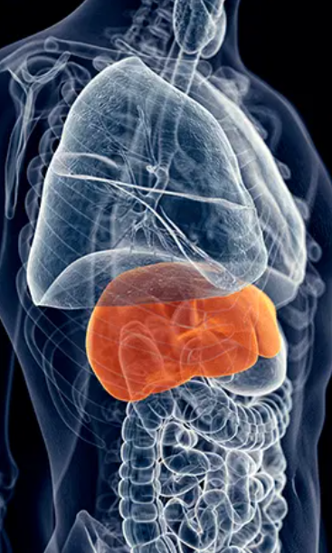 Liver Health Illustration - Click to Learn More
